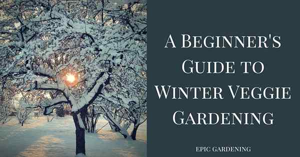 Un guide du débutant au jardinage des légumes d'hiver