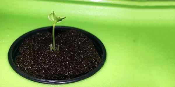 Um guia simples para iniciar sementes para hidroponia