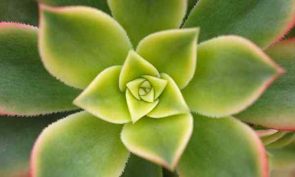 Aeonium kiwi comment cultiver le joli tricolor