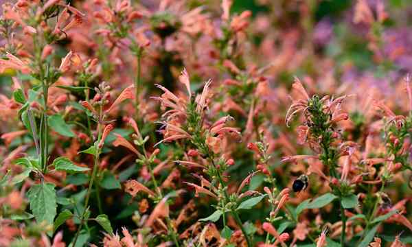 Agastache Aurantiaca como cultivar beija -flor