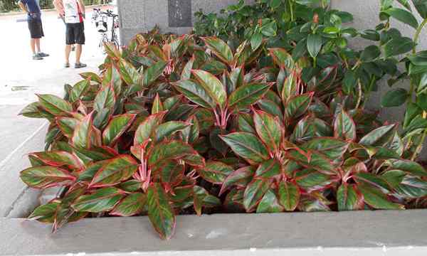 Aglaonema pflanzen chinesische immergrüne Pflanzen, die Sie wachsen müssen