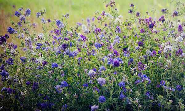 Pupuk makanan alfalfa untuk menagih tanah Anda