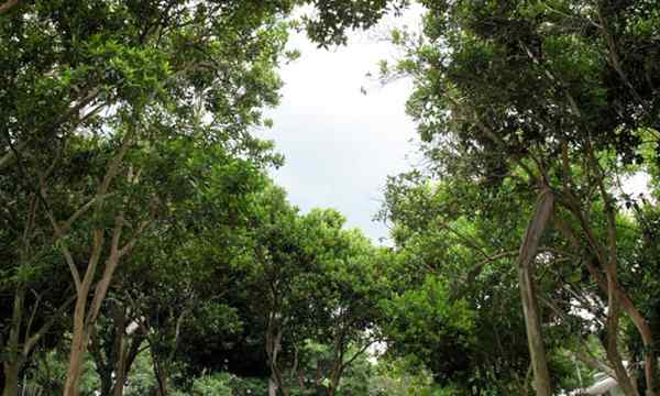 Graines et feuilles d'arbres de la Jamaïque pour les épices