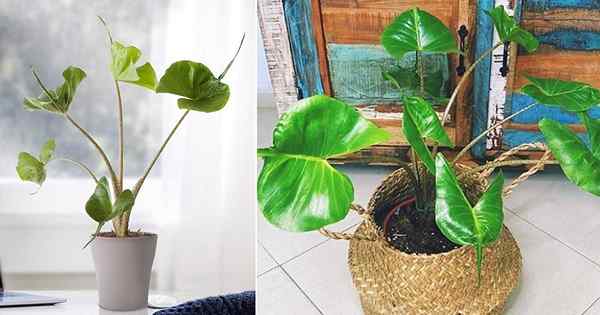 ALOCASIA STINTRAY CARE À INDOORS | Comment cultiver l'oreille d'éléphant stingray