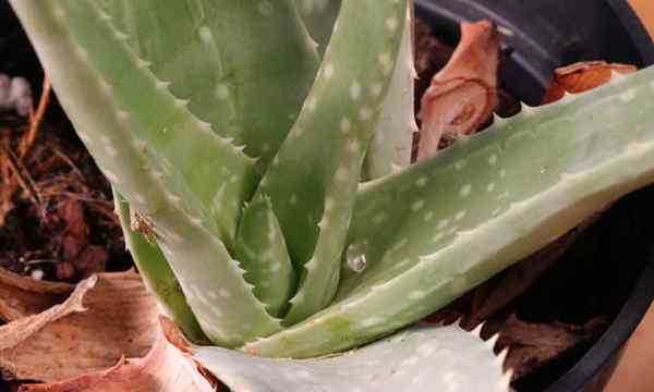 Aloe Vera Pflanzenpflege und Tipps