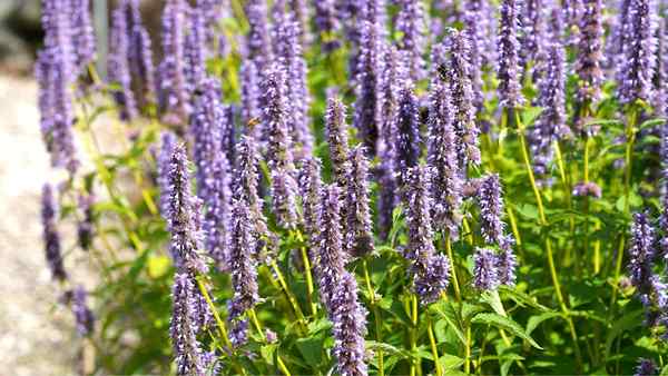 Anise Hyssop Cómo crecer y cuidar a Agastache Foeniculum