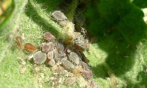 Blattläuse ärgerliche Schädlinge, die wirklich saugen