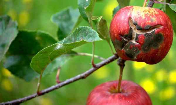 Feuille de gale de pomme et damager de fruits