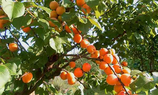 Tips pokok aprikot yang tumbuh untuk kejayaan manis