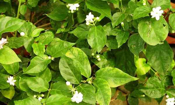 Arabska jaśminowa roślina pachnący kwiaty i bujne liście