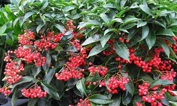 Ardisia Wie man atemberaubende Weihnachtsbeerenpflanzen annimmt