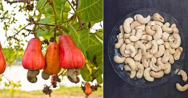 Adalah cashews beracun?