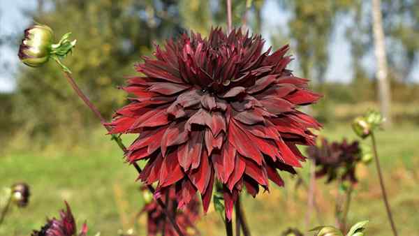 Son las plantas de dahlias, o son plantas anuales?