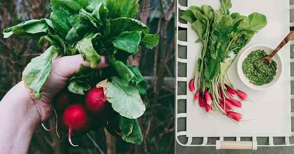 São folhas de rabanete comestíveis | Você pode comer folhas de rabanete