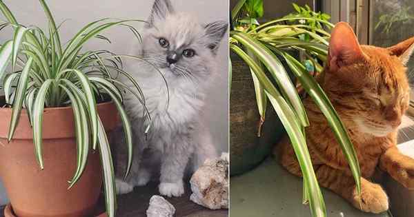 As plantas de aranha são venenosas para gatos? São plantas de aranha tóxicas?