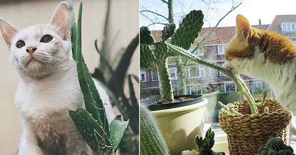 Succulents beracun dengan kucing+11 succulents selamat untuk kucing