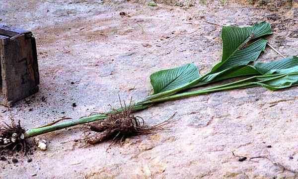 Planta de araruta que cultiva novos alimentos sem glúten