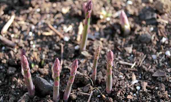 Plantas complementarias de espárragos maximizando sus lanzas