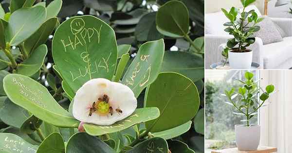 Autographe des soins aux arbres à l'intérieur | Plant d'autographes en croissance dans un pot