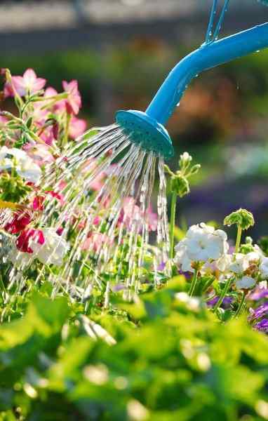 Balcony Garden Watering | 8 petua penting