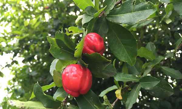 Barbados Cherry tart ceri tropis yang akan Anda sukai