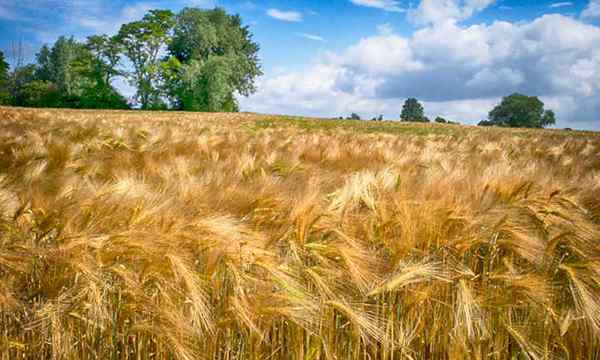 Gandum tanaman gandum untuk pembuatan bir atau roti
