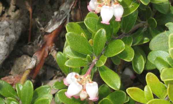 Niedrig wachsende Bärberry-Bodendecover