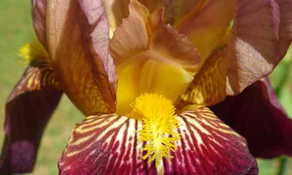 Iris barbu un arc-en-ciel pérenne pour votre jardin