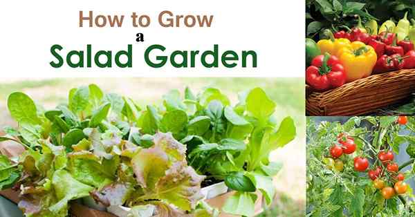 Guia para iniciantes para cultivar um jardim de salada