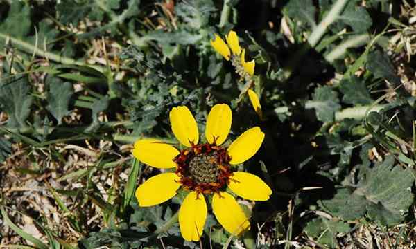 Berlandiera lyrata, bunga cokelat