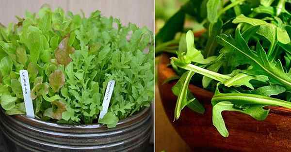 Mejores plantas acompañantes de rúcula