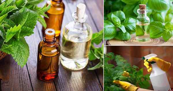 Los mejores aceites esenciales para la jardinería y cómo usarlos