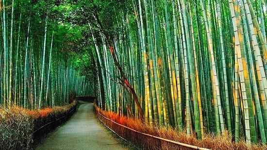 Meilleur engrais pour le bambou | Engrais de la plante en bambou