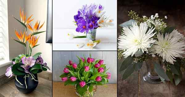 Melhores flores felizes de feliz aniversário de acordo com meses