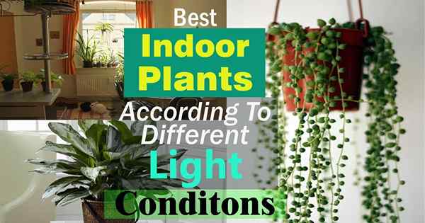Meilleures plantes d'intérieur selon différentes conditions de lumière