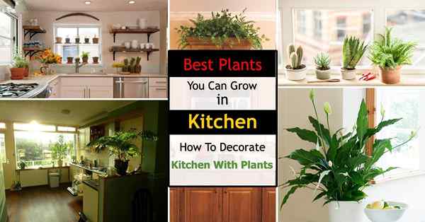 Las mejores plantas de cocina | Plantas para que la cocina la decore