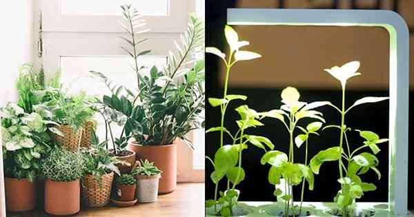 Los mejores hacks de luz para productores de plantas interiores