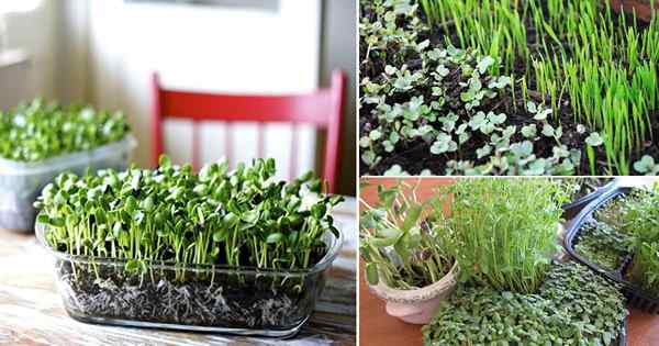 Meilleure feuille de hacks et de triche de croissance des micro-verts pour chaque jardinier