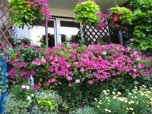 Najlepsze rośliny do ogrodu balkonowego