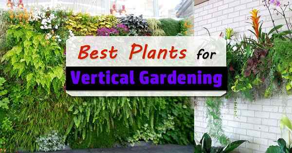 Tumbuhan Terbaik Untuk Taman Vertikal | Tanaman kebun vertikal