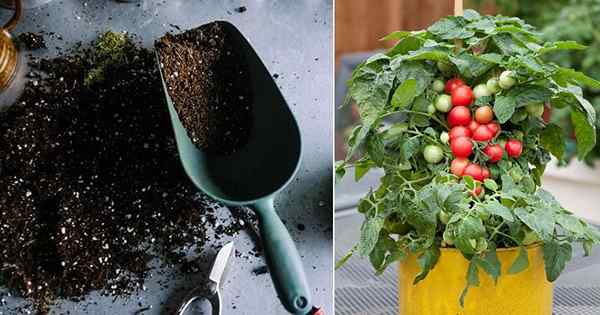 El mejor suelo para macetas para tomates | La mejor mezcla de suelo para tomates en macetas