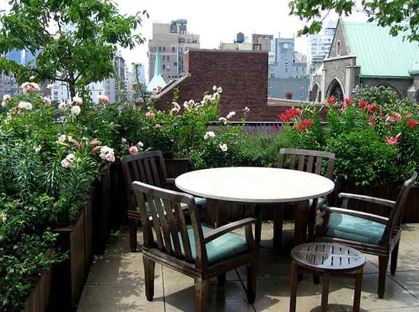 Meilleures plantes de jardin en terrasse / toit que vous devriez cultiver