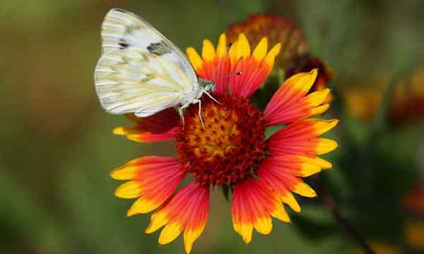 Decken Blume herrliche Gaillardia -Gärten