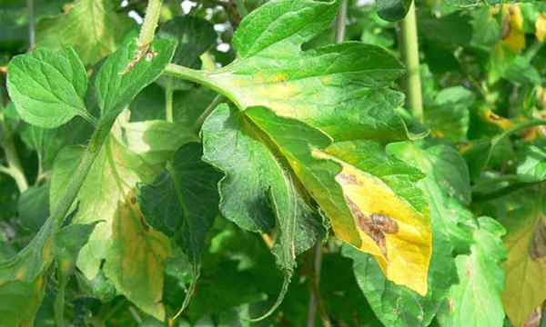 Blight on Plants Identification and Control