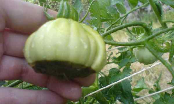 Blossom End Rot Tomato Grower's Terror