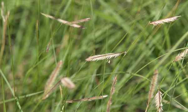 Rumput asli rumput grama yang toleran terhadap kekeringan