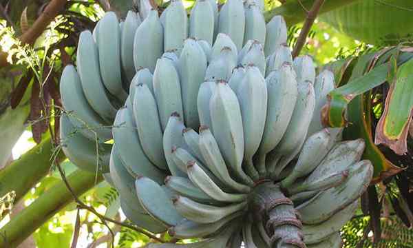 Banane Java bleue La plante de banane à la crème glacée