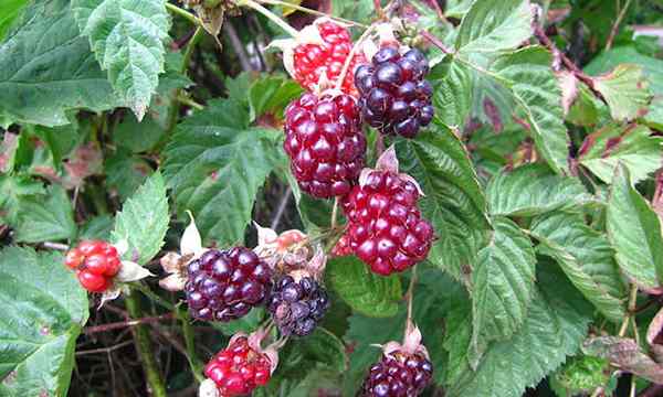 Boysenberry plantas abundantes grandes bayas moradas