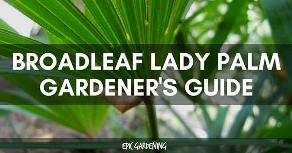 Lady Broadleaf Lady Palm (Rhapis Excelsa) Dicas e cuidados
