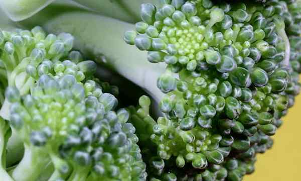 Brócolis companheiro plantas a considerar